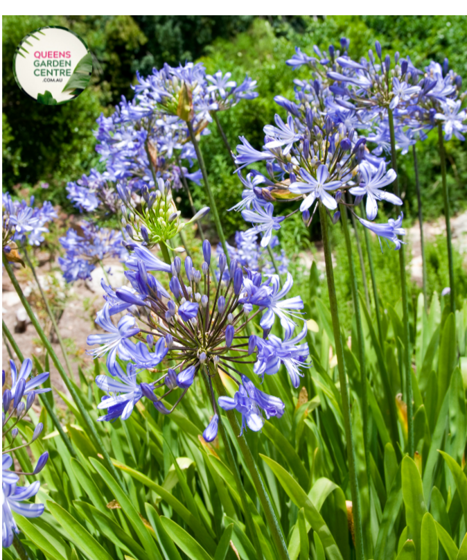 "Close-up of Agapanthus praecox Blue plant with vibrant blue flowers in full bloom against green foliage."