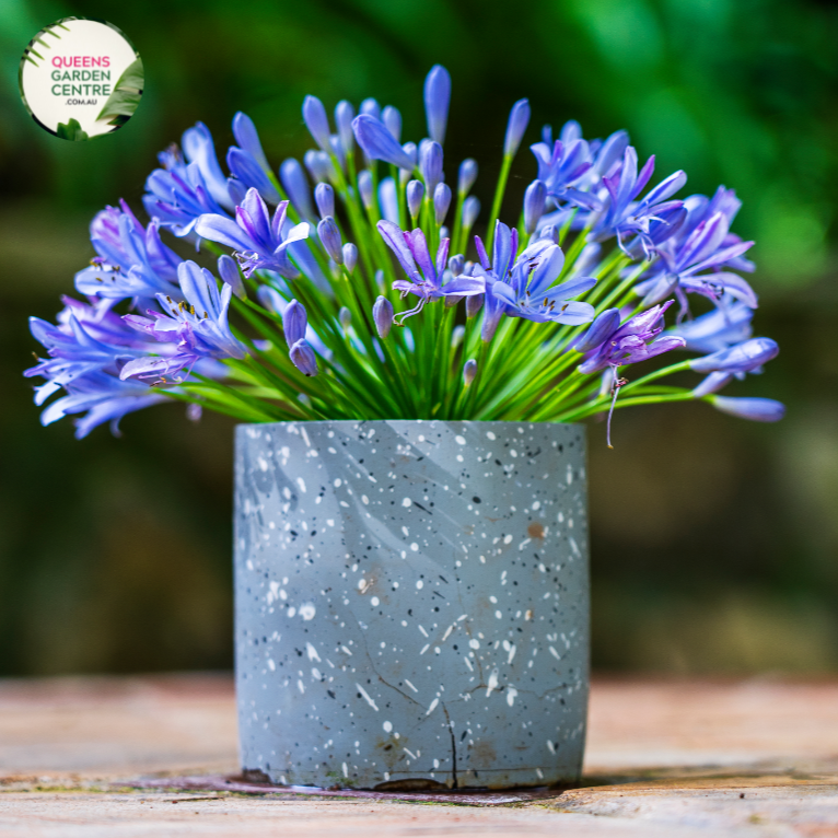 Agapanthus Praecox Blue