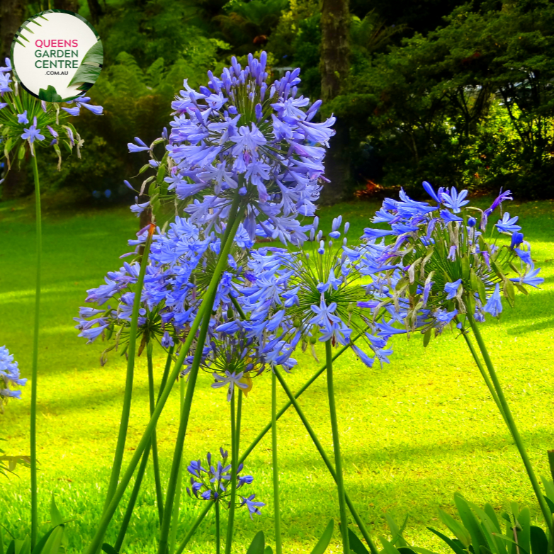 Close-up of Agapanthus spp. Blue: This image captures the intricate details of the Agapanthus spp. Blue flower. The spherical flower head consists of multiple small blue trumpet-shaped blooms arranged in a dense cluster. Delicate stamens emerge from the center of each bloom, adding to its intricate beauty. The deep blue petals contrast beautifully against the lush green foliage, creating a striking visual display.