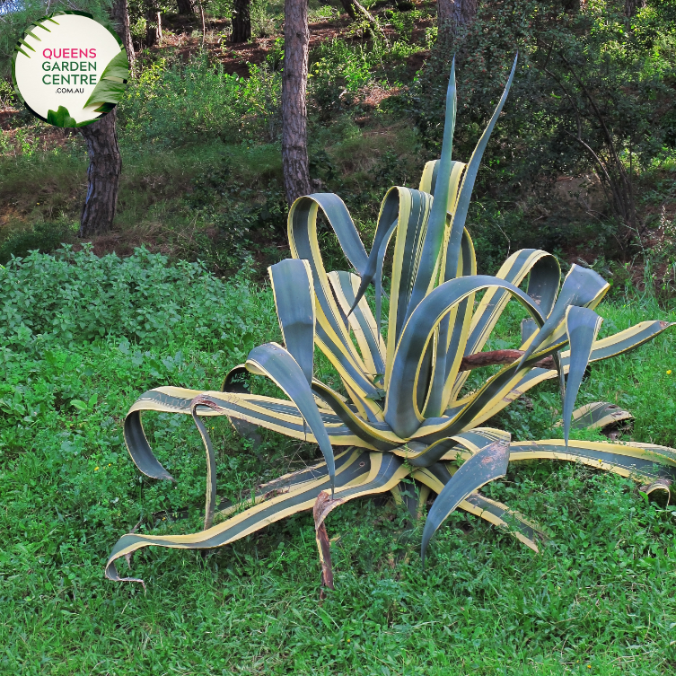 Alt text: Agave americana, a striking succulent plant with rosettes of thick, spiky leaves. Commonly known as the Century Plant, it features a distinctive architectural form and is often used for xeriscaping or as a focal point in arid gardens. The leaves are gray-green, and the plant is well-adapted to hot and dry conditions.