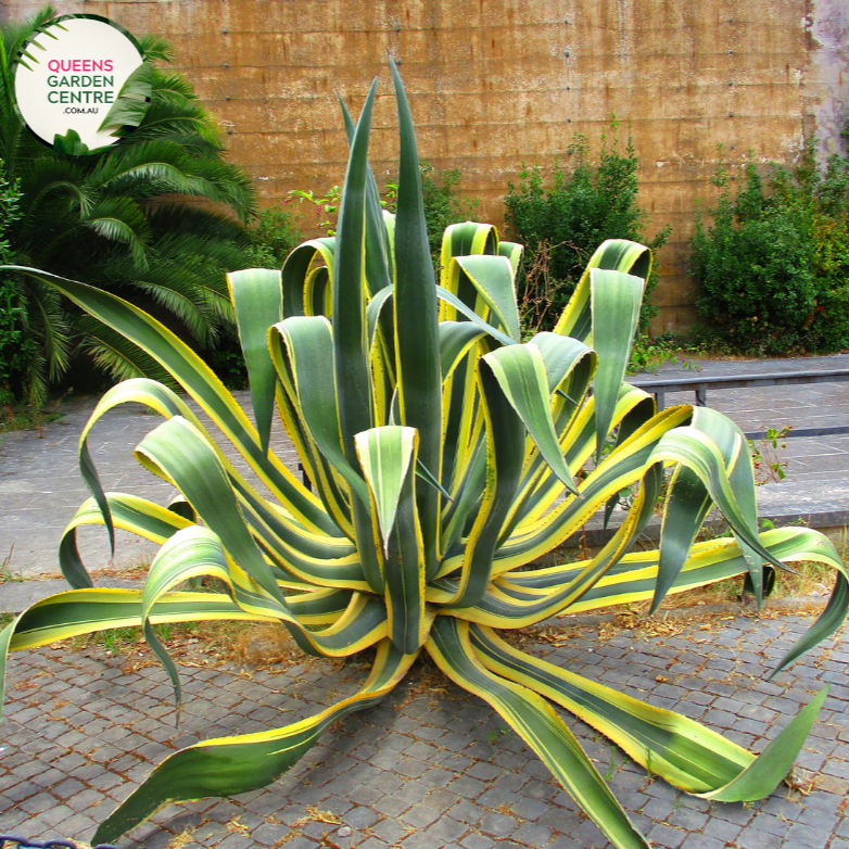 Alt text: Agave americana variegata, a visually striking succulent plant with rosettes of spiky leaves featuring a variegated pattern of green and creamy white stripes. Known for its architectural beauty, this variegated century plant adds a touch of elegance to gardens and landscapes, particularly appreciated for its unique foliage coloration.