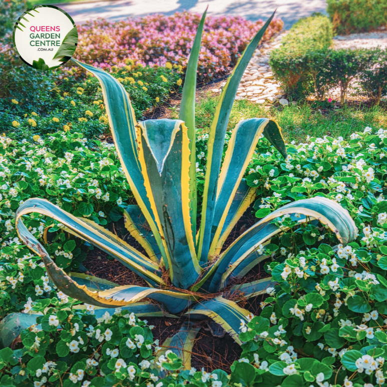 Alt text: Agave americana variegata, a visually striking succulent plant with rosettes of spiky leaves featuring a variegated pattern of green and creamy white stripes. Known for its architectural beauty, this variegated century plant adds a touch of elegance to gardens and landscapes, particularly appreciated for its unique foliage coloration.