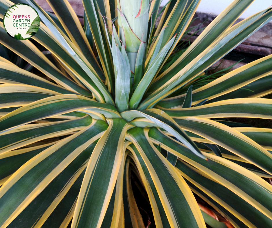 "Close-up of Agave desmettiana 'El Miradores Gold,' showcasing its striking succulent rosette with golden-edged leaves. This ornamental plant adds a touch of elegance and desert charm to gardens and landscapes."