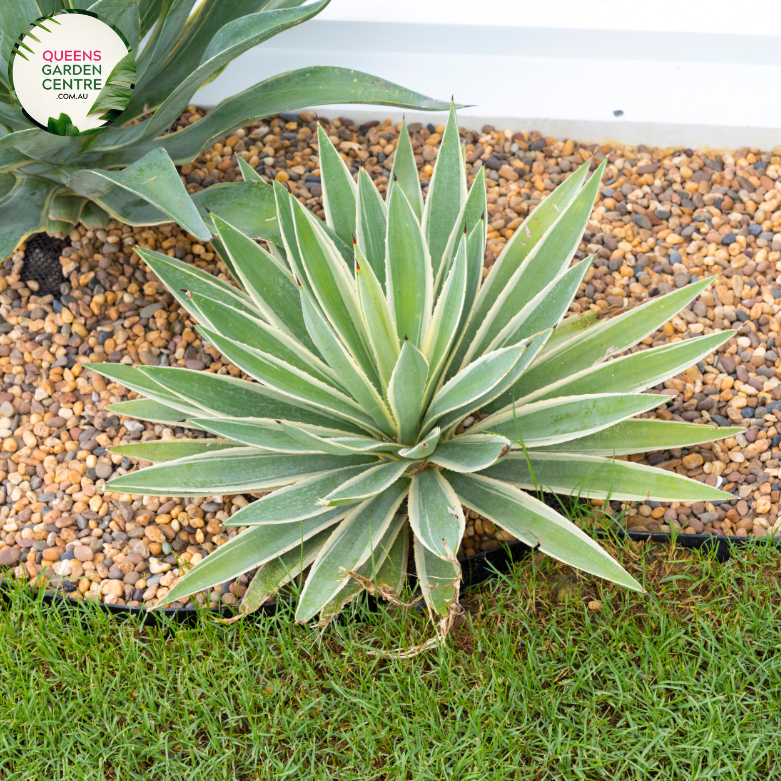 "Close-up of Agave desmettiana 'El Miradores Gold,' showcasing its striking succulent rosette with golden-edged leaves. This ornamental plant adds a touch of elegance and desert charm to gardens and landscapes."