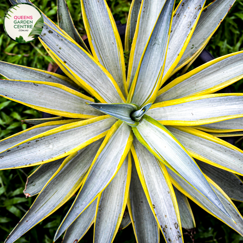 Alt text: Agave desmettiana 'Galactic Traveller,' a captivating succulent plant with rosettes of gracefully arching, sword-shaped leaves. This Agave variety is known for its unique foliage featuring green leaves with striking white margins and delicate red teeth along the edges. Its symmetrical form and eye-catching coloration make it an excellent choice for succulent gardens and modern landscapes.
