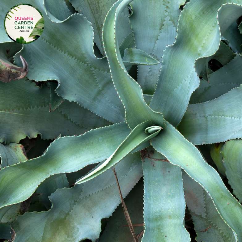 Alt text: Agave 'Gypsophila Blue Curl,' an exquisite succulent plant with compact rosettes of blue-gray leaves that gracefully curl inward. This Agave variety is celebrated for its unique and artistic form, making it a standout feature in gardens and arid landscapes. The distinctive blue coloration of the leaves enhances its ornamental appeal, creating a striking visual impact.