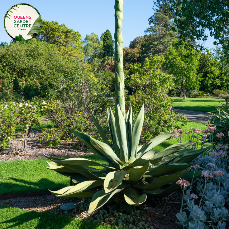 Alt text: Agave salmiana, a robust succulent plant with imposing rosettes of broad, blue-green leaves that often develop a striking reddish tint at the edges. Recognized for its architectural beauty, this Agave species is commonly used to enhance the visual appeal of gardens and arid landscapes. The substantial size and distinct leaf coloration contribute to its commanding presence in outdoor settings.