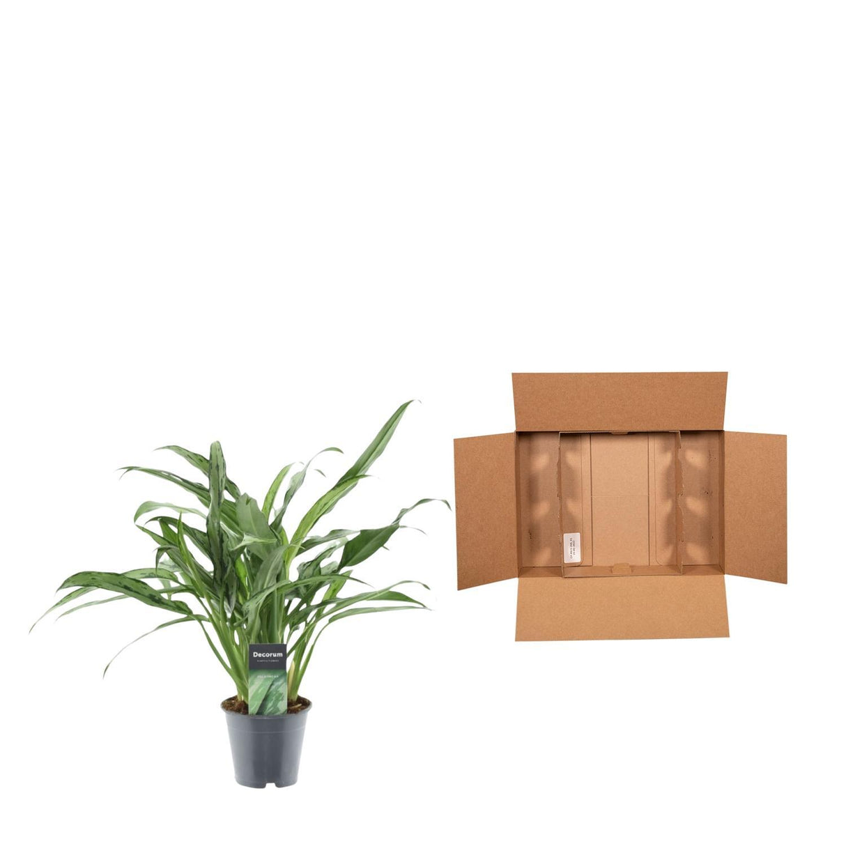 Close-up image of an Aglaonema Cutlass plant, showcasing its vibrant green leaves with striking silver and dark green variegation. The leaves have a smooth texture and are elongated, creating a lush and tropical appearance. Soft natural light highlights the intricate patterns and details of the foliage.