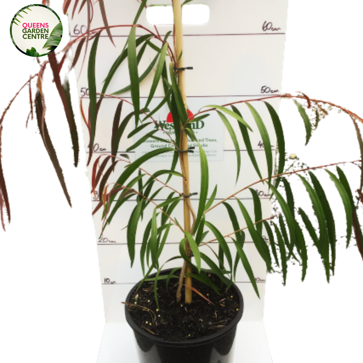 Agonis Burgundy: A striking shrub with rich burgundy foliage, slender, arching branches, and small, delicate white flowers in spring.