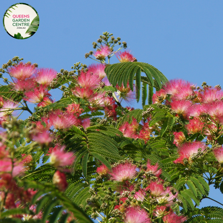 Alt text: Albizia julibrissin, commonly known as the Pink Silk Tree, is a deciduous tree with fern-like leaves and showy pink pom-pom-like flowers. Native to Asia, it is prized for its ornamental value in gardens and landscapes. The Pink Silk Tree provides dappled shade and adds a touch of elegance with its graceful form and vibrant blooms.