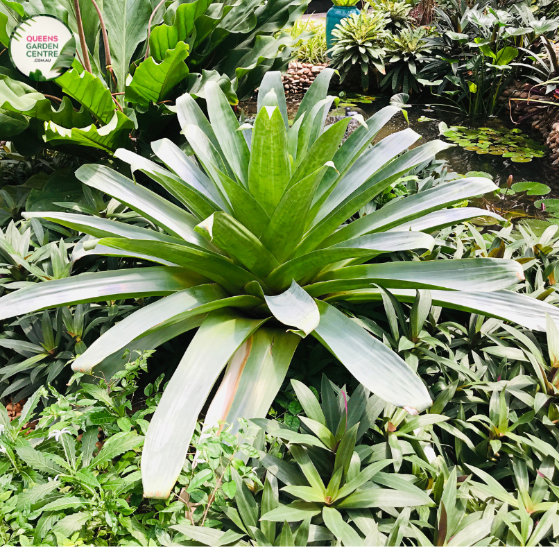 A close-up image of an Alcantarea imperialis Rubra Bromeliad plant is depicted. The plant features large, vibrant reddish-purple leaves with prominent silvery-gray scales covering the surface. The leaves are arranged in a rosette formation, forming an impressive focal point. The plant's central cup-shaped structure holds water, providing a habitat for small organisms and contributing to its unique appeal.
