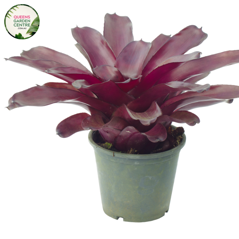 "Alcantarea imperialis Silver Plum Bromeliad with striking silver and plum-hued leaves, showcasing its unique tropical beauty."