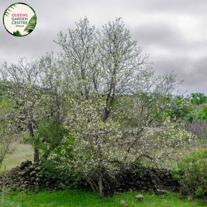 Alt text: Close-up photo of an Elaeocarpus reticulatus 'White' plant, showcasing its graceful and fragrant white flowers. The tree displays clusters of small, star-shaped blossoms with a pure white color. The photo captures the intricate details of the delicate flowers, emphasizing their elegance and the overall beauty of the Elaeocarpus reticulatus 'White' variety.