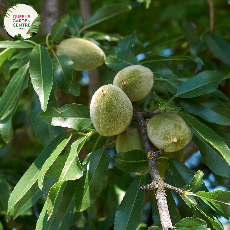 Alt text: Close-up photo of an Elaeocarpus reticulatus 'White' plant, showcasing its graceful and fragrant white flowers. The tree displays clusters of small, star-shaped blossoms with a pure white color. The photo captures the intricate details of the delicate flowers, emphasizing their elegance and the overall beauty of the Elaeocarpus reticulatus 'White' variety.