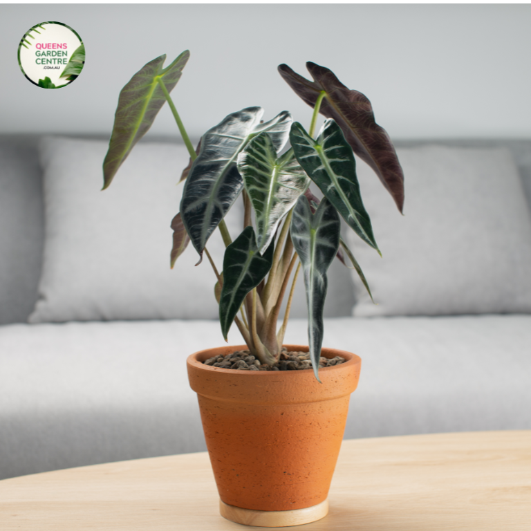 Close-up photo of an Alocasia Bambino plant, showcasing its striking foliage and unique texture. The compact plant features heart-shaped leaves with prominent veins that radiate from the center, creating a captivating pattern. The leaves have a glossy, deep green color, providing a vibrant and lush appearance.