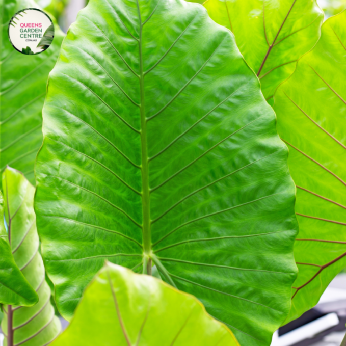 Close-up photo of an Alocasia Brisbanensis Cunjevoi plant, displaying its unique foliage and texture. The plant features large, arrow-shaped leaves with a deep, rich green color. The leaves have prominent veins running through them, adding to their visual interest. The surface of the leaves has a slightly textured and glossy appearance.