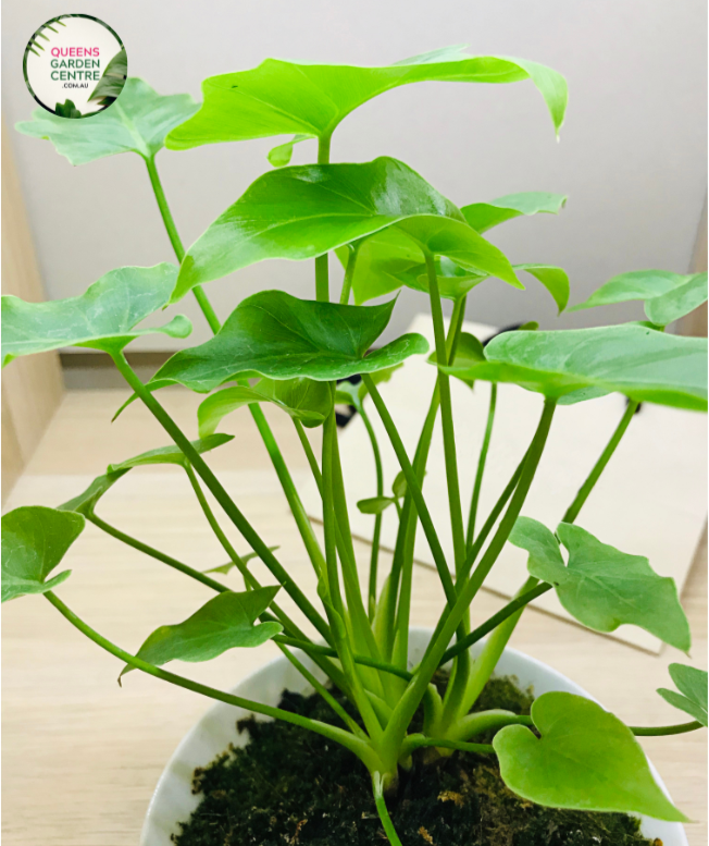 Close-up photo of an Alocasia Cucullata plant, also known as Hooded Dwarf Elephant Ear, showcasing its distinct foliage and texture. The plant features large, heart-shaped leaves with a deep, glossy green color. The leaves have prominent, raised veins that create an intricate pattern. The edges of the leaves curve inward, resembling a hood, giving the plant its common name.