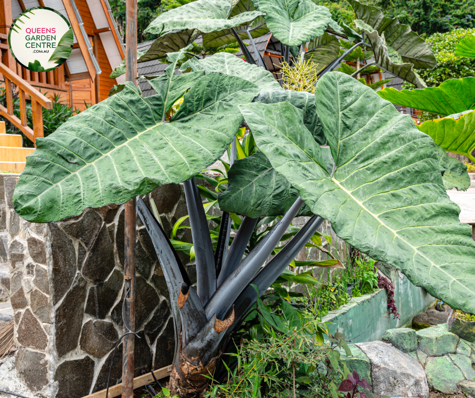 Alt text: Alocasia macrorrhizos 'Black Stem,' an Elephant Ear plant with large, heart-shaped leaves and distinctive dark stems. This tropical beauty adds a dramatic touch to gardens or indoor spaces, with its bold foliage and contrasting stems. A striking choice for those seeking a visually impactful and exotic plant.