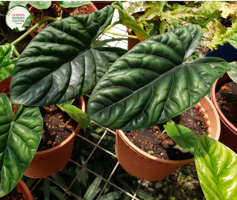Close-up photo of an Alocasia Plumbea Nigra plant, showcasing its striking and dark foliage. The plant features large, arrowhead-shaped leaves with a deep, almost black color. The leaves have a velvety texture and a slight metallic sheen, adding to their allure. The veins on the leaves are visible, creating an intricate pattern against the dark background.