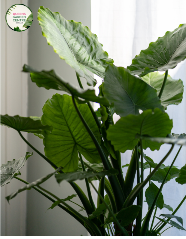 Close-up photo of an Alocasia Portadora Elephant Ear plant revealing its striking foliage. The large, heart-shaped leaves exhibit a rich, glossy dark green color and have prominent veins running through them. The leaf edges are slightly wavy, adding to the plant's visual appeal. The intricate texture of the leaves creates a captivating pattern. The plant is potted, and the background showcases a subtle, muted backdrop that highlights the vibrant colors of the foliage.