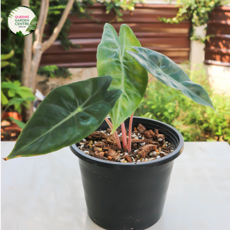 "Alocasia 'Regal Shield' is a striking tropical plant admired for its large, shield-shaped leaves and ornamental presence. The image showcases a mature Alocasia 'Regal Shield' plant, displaying its impressive foliage with prominent veins and a glossy, deep green color.