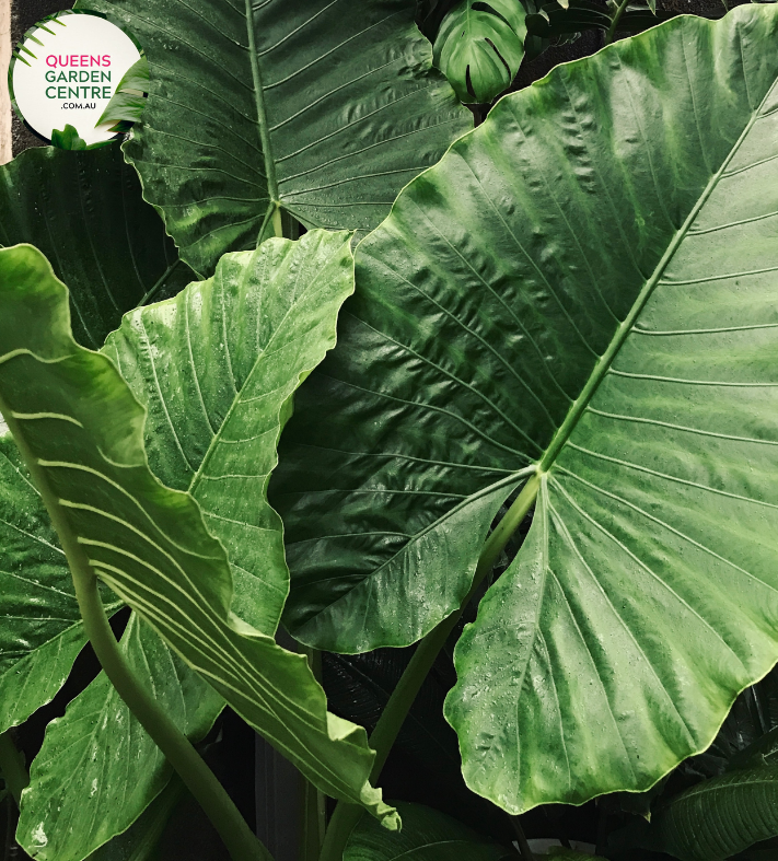 Close-up photo of an Alocasia Brisbanensis Cunjevoi plant, displaying its unique foliage and texture. The plant features large, arrow-shaped leaves with a deep, rich green color. The leaves have prominent veins running through them, adding to their visual interest. The surface of the leaves has a slightly textured and glossy appearance.