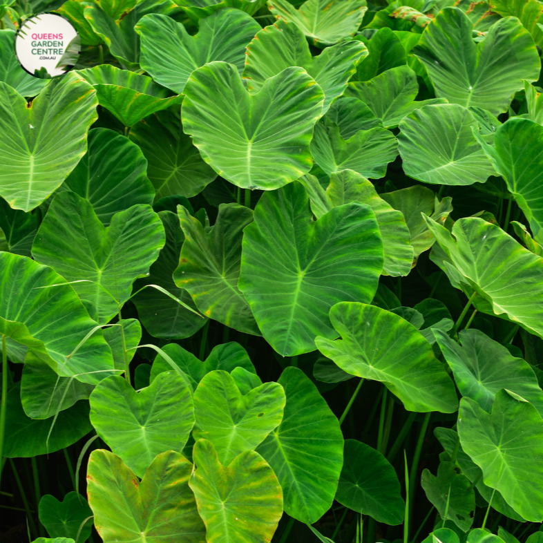Close-up photo of an Alocasia macrorrhizos plant, commonly known as Giant Elephant Ear, showcasing its impressive and distinct foliage. The plant features large, heart-shaped leaves with a vibrant green color and a glossy surface. The leaves have distinct, deeply defined veins that run parallel to each other, creating a captivating pattern.