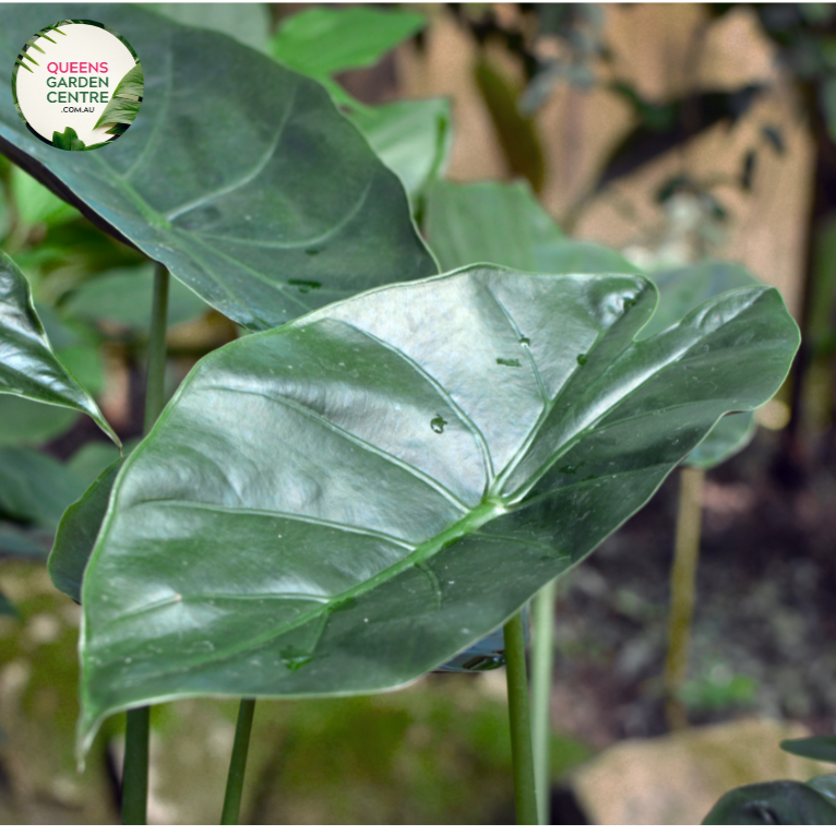 Close-up photo of an Alocasia wentii plant, showcasing its captivating foliage and texture. The plant features large, heart-shaped leaves with a deep, glossy green color. The leaves have prominent, raised veins that create an intricate pattern, adding depth and visual interest. The surface of the leaves is smooth and slightly shiny, enhancing the overall allure of the plant.