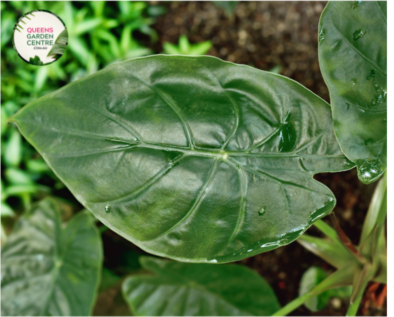 Close-up photo of an Alocasia wentii plant, showcasing its captivating foliage and texture. The plant features large, heart-shaped leaves with a deep, glossy green color. The leaves have prominent, raised veins that create an intricate pattern, adding depth and visual interest. The surface of the leaves is smooth and slightly shiny, enhancing the overall allure of the plant.