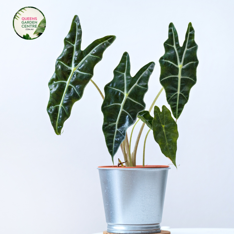 Close-up photo of an Alocasia zebrina Sarian plant, showcasing its distinctive foliage and striking pattern. The plant features large, arrowhead-shaped leaves with a vibrant green color and prominent white veins. The veins create a distinct zebra-like pattern, giving the plant its common name. The leaves have a glossy texture, adding to their visual appeal.