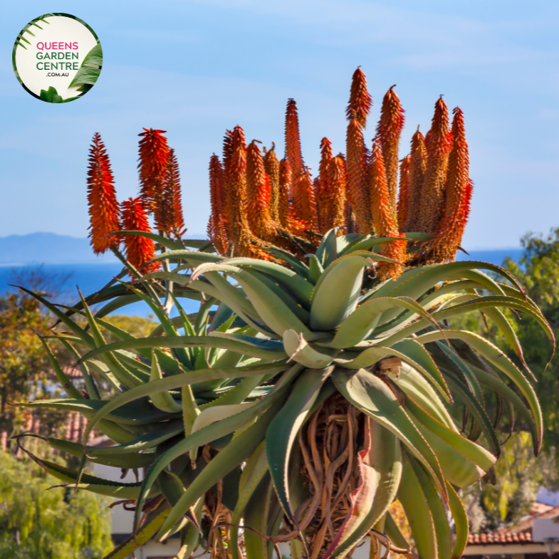 "Close-up view of Aloe barberae plant, commonly known as the Tree Aloe, showcasing its unique succulent foliage and branching structure against a blue sky background."
