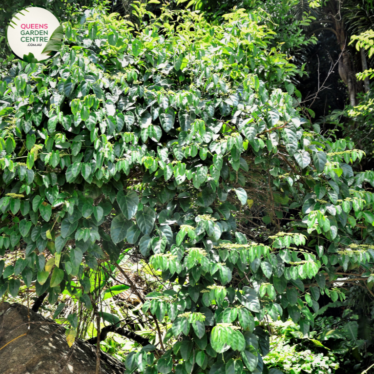 Alt Text: "Alphitonia excelsa, commonly known as the Red Ash or Soap Tree, showcasing its glossy green leaves and red-brown bark in a natural setting."