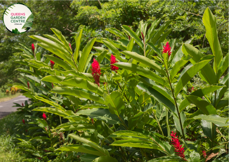 "Close-up of Alpinia caerulea 'Red Back,' featuring vibrant green leaves with contrasting red undersides. This tropical ornamental plant adds a splash of color and exotic beauty to gardens and landscapes."