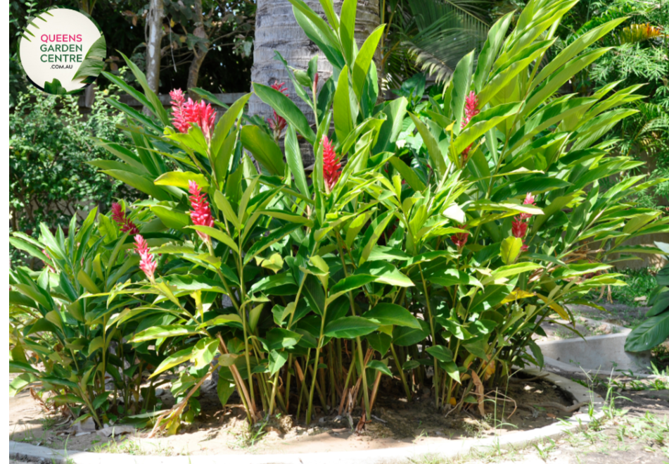 "Close-up of Alpinia caerulea 'Red Back,' featuring vibrant green leaves with contrasting red undersides. This tropical ornamental plant adds a splash of color and exotic beauty to gardens and landscapes."