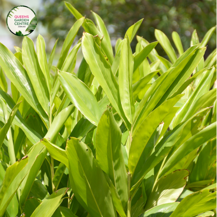 "Close-up view of Alpinia nutans, commonly known as Dwarf Cardamom plant, displaying its lush green foliage and compact growth habit. This tropical plant is valued for its aromatic leaves and is a charming addition to gardens and indoor spaces."