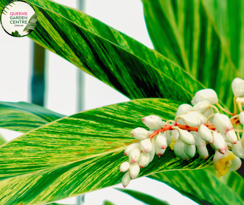 Close-up photo of an Alpinia zerumbet Upright Shell plant, showcasing its unique flowers and elegant foliage. The plant features tall, upright stems with clusters of shell-shaped, pink and white flowers at the top of each stem. The flowers have a distinct spiral shape, resembling beautiful seashells. The foliage consists of large, elongated leaves with a vibrant green color and prominent veins.