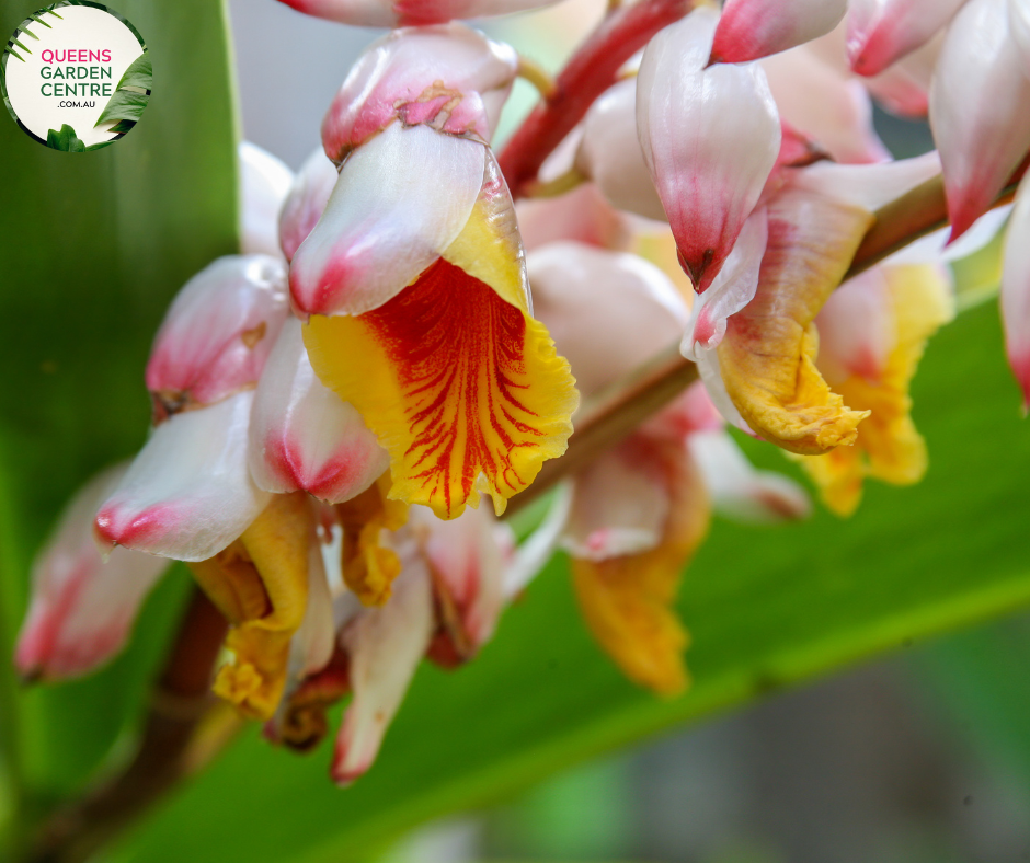Close-up photo of an Alpinia zerumbet Upright Shell plant, showcasing its unique flowers and elegant foliage. The plant features tall, upright stems with clusters of shell-shaped, pink and white flowers at the top of each stem. The flowers have a distinct spiral shape, resembling beautiful seashells. The foliage consists of large, elongated leaves with a vibrant green color and prominent veins.