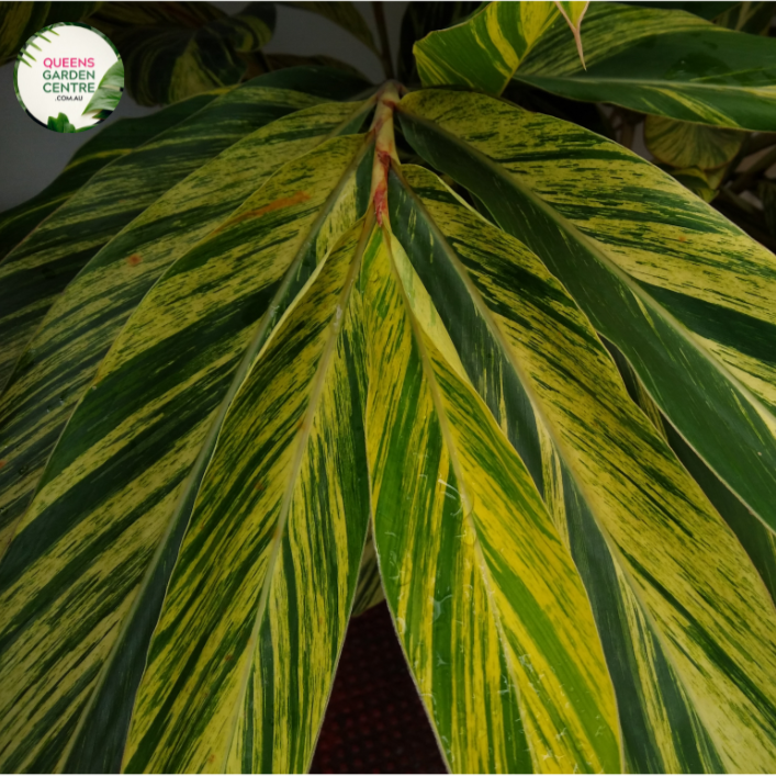 "Close-up of Alpinia nutans Dwarf, showcasing its lush green foliage and compact growth habit. This tropical plant, known for its aromatic leaves, adds charm to gardens and indoor spaces with its delightful appearance."