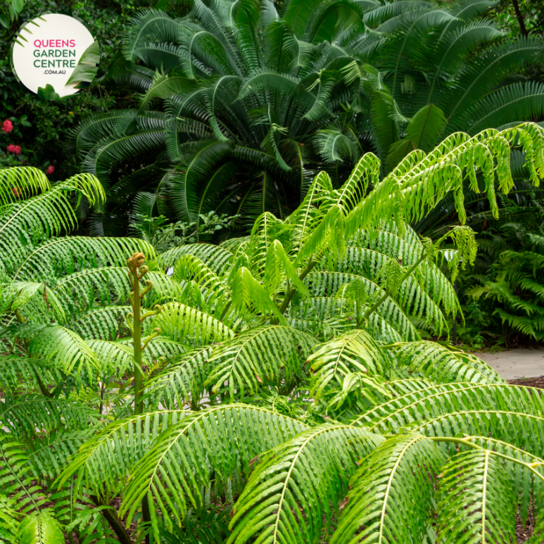 Alt text: Angiopteris evecta, commonly known as King Fern, is a majestic fern species with large, broad fronds that resemble palm leaves. This tropical fern is native to rainforests and can grow up to several meters in height. Its dark green foliage adds a lush, tropical feel to indoor and outdoor gardens alike.
