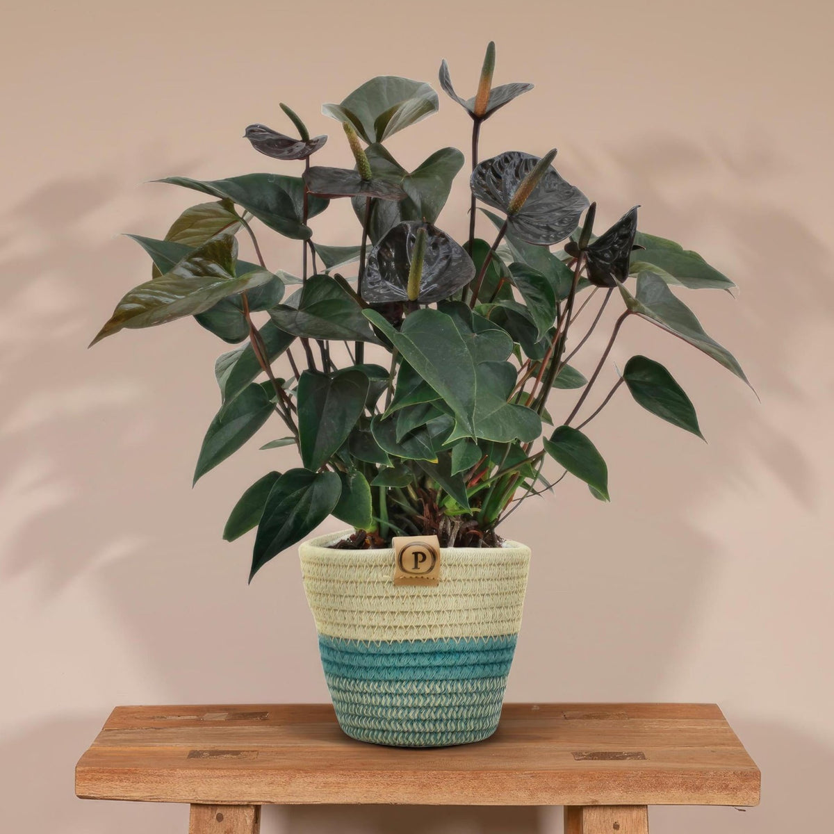Buy Anthurium andreanum Black Love incl. PURE basket online in Europe