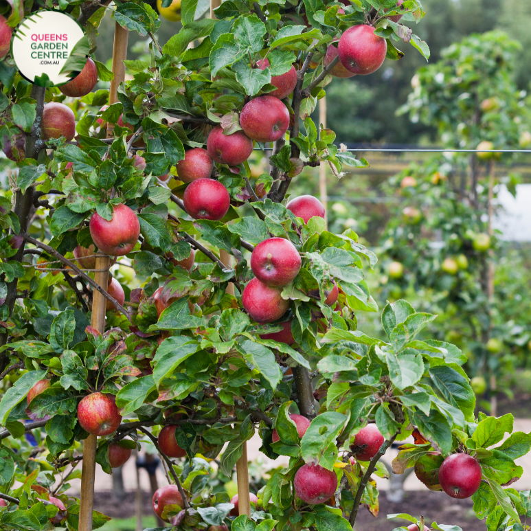"Close-up of a Gala apple (Malus domestica Gala) on a tree, featuring its distinctive red and yellow coloring, ready for harvest."