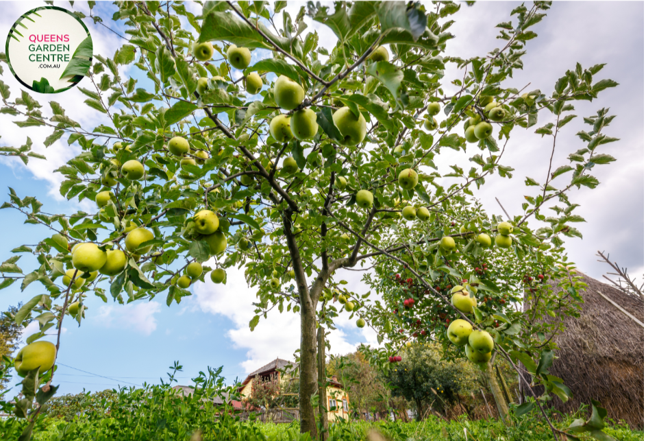 "Close-up view of a Golden Delicious Dwarf Apple (Malus domestica) plant, showcasing its compact size and golden-yellow apples. This dwarf fruit tree is ideal for smaller gardens or container planting, offering both ornamental beauty and delicious, homegrown fruit."