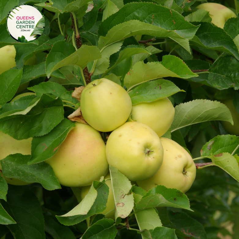 "Close-up view of a Golden Delicious Dwarf Apple (Malus domestica) plant, showcasing its compact size and golden-yellow apples. This dwarf fruit tree is ideal for smaller gardens or container planting, offering both ornamental beauty and delicious, homegrown fruit."