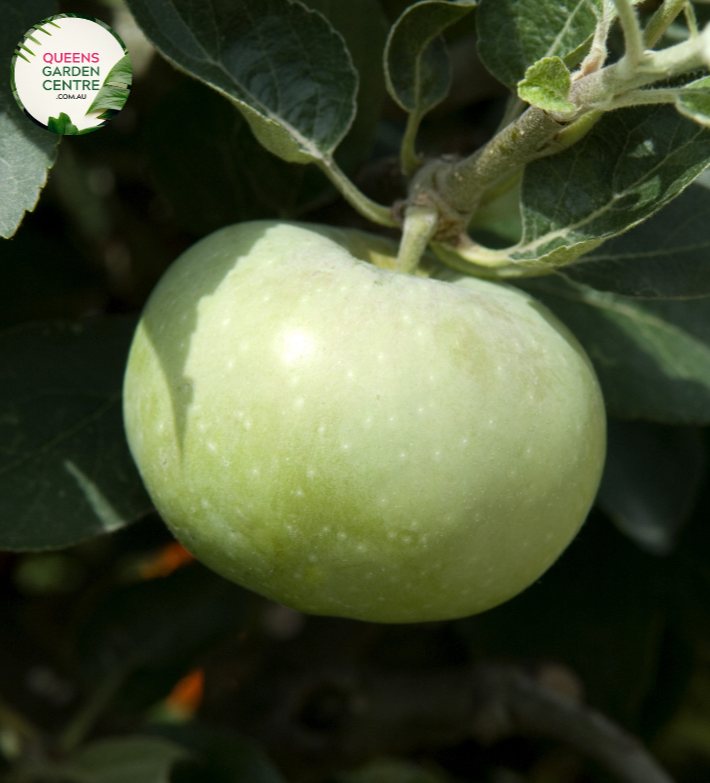 "Close-up view of Granny Smith Apple (Malus domestica) plant, featuring bright green apples on a leafy branch. This iconic apple variety is known for its crisp texture and tart flavor, making it a popular choice for orchards and home gardens."