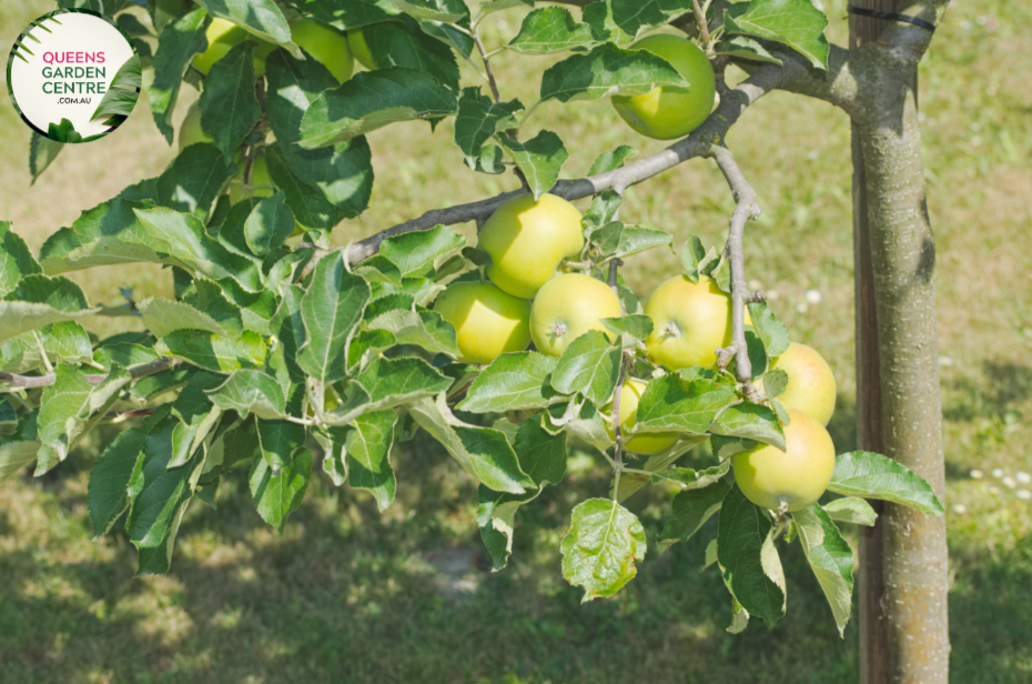"Close-up view of Granny Smith Apple (Malus domestica) plant, featuring bright green apples on a leafy branch. This iconic apple variety is known for its crisp texture and tart flavor, making it a popular choice for orchards and home gardens."