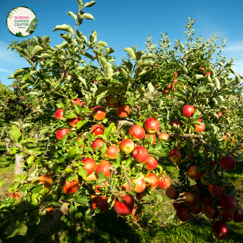 Close-up photo of an Apple Trixzie Gala plant, showcasing its ripe and colorful apples. The plant features branches with clusters of round, medium-sized apples in shades of red, yellow, and green. The apples have a smooth and glossy texture, and their colors are vibrant and appetizing.