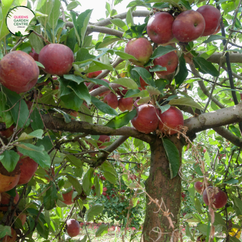 Close-up photo of an Apple Trixzie Gala plant, showcasing its ripe and colorful apples. The plant features branches with clusters of round, medium-sized apples in shades of red, yellow, and green. The apples have a smooth and glossy texture, and their colors are vibrant and appetizing.