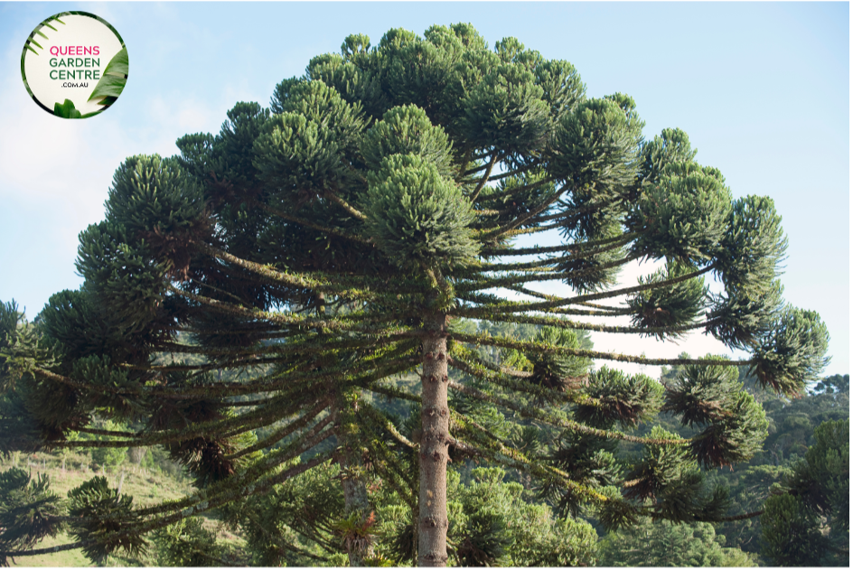 Alt Text: "Araucaria cunninghamii Hoop Pine plant, showcasing its distinctive needle-like foliage and tall, upright growth habit."