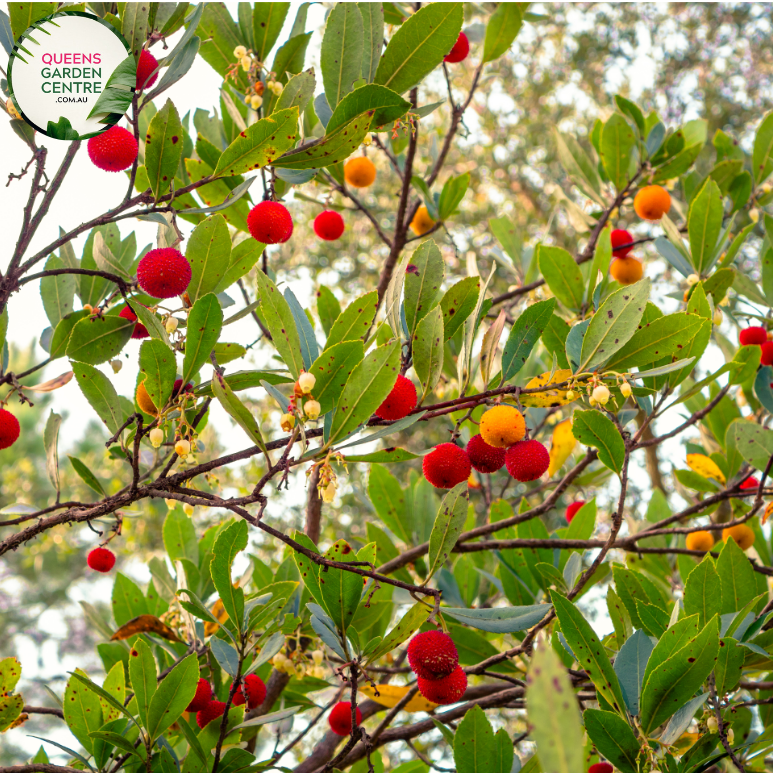Close-up of Arbutus unedo (Strawberry Tree): This image captures the intricate details of the Arbutus unedo plant. The focal point is a cluster of small, bell-shaped white flowers with prominent stamens protruding from their centers. The flowers are arranged in drooping clusters at the end of slender branches.