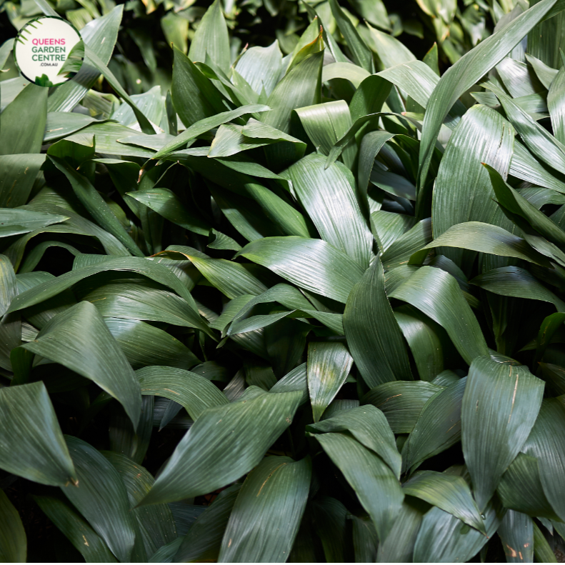 Close-up photo of an Aspidistra elatior plant, commonly known as the Cast Iron Plant, showcasing its sturdy and resilient foliage. The plant features long, broad leaves with a deep, glossy green color. The leaves are leathery and have a prominent midrib running down the center. The texture of the leaves is smooth and shiny, giving them a resilient appearance.